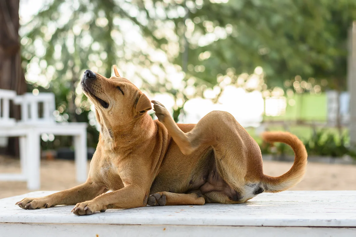 chien-qui-se-gratte