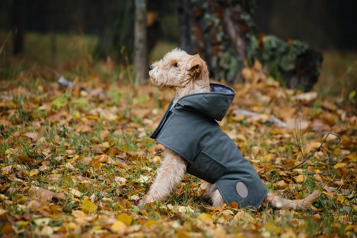 mettre-manteau-chien-hiver