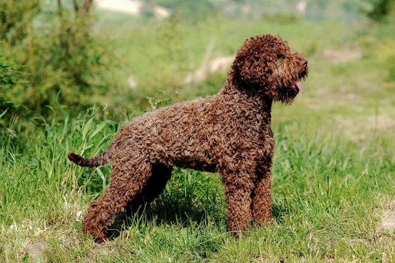 chien-d-eau-romagnol-lagotto