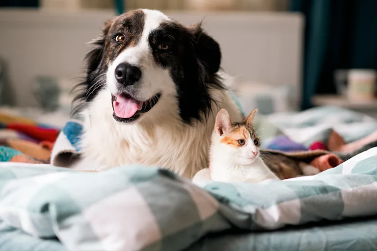assurer-chien-chat-malade