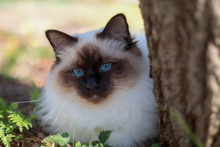 le-sacre-de-birmanie-le-chat-aux-gants-blancs