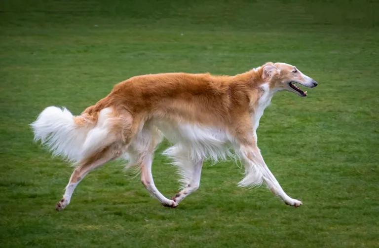 chien-barzoi