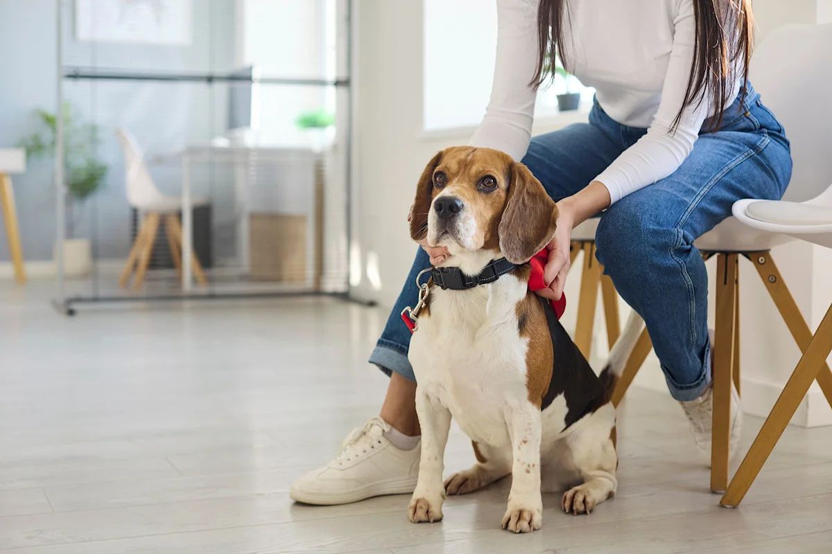 Quel est le prix d'une consultation vétérinaire pour un chien ?