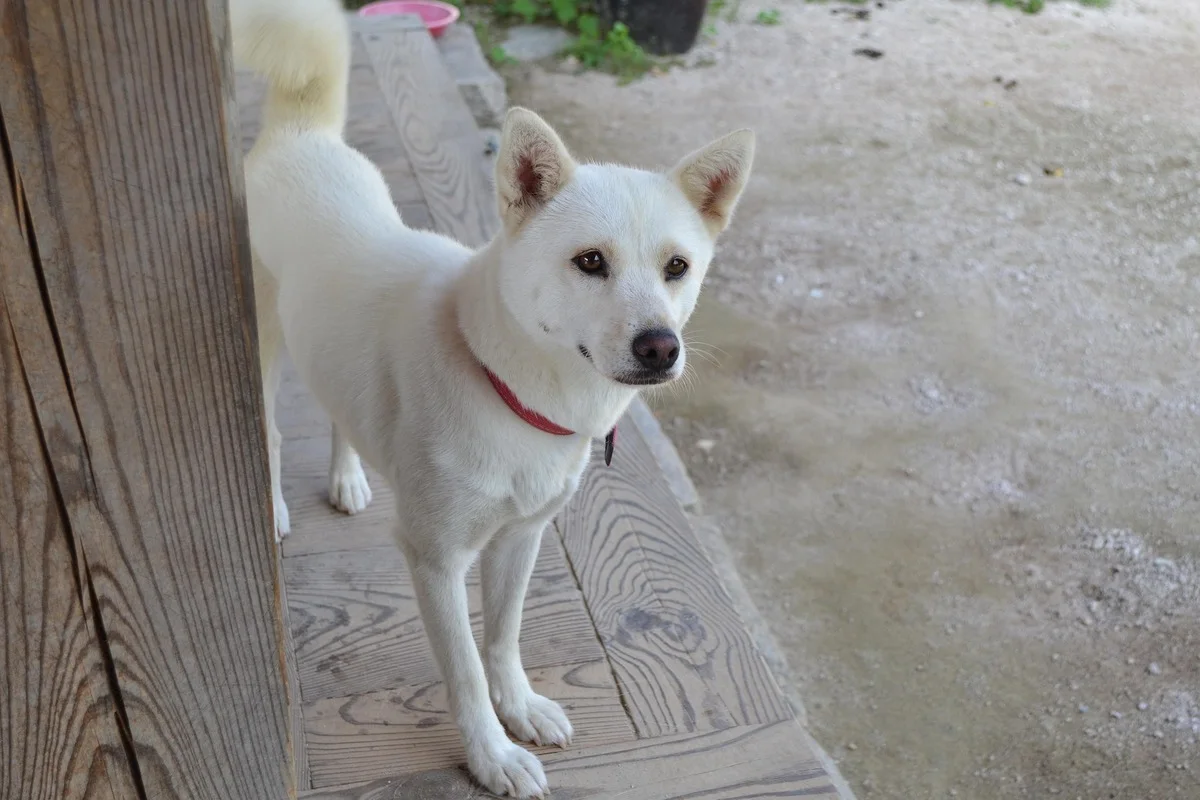 Jindo Coréen