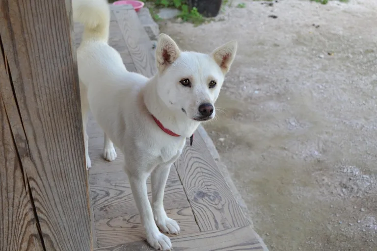 Jindo Coréen