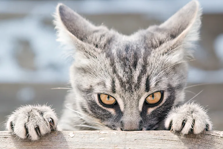 syndrome-du-tigre-chat