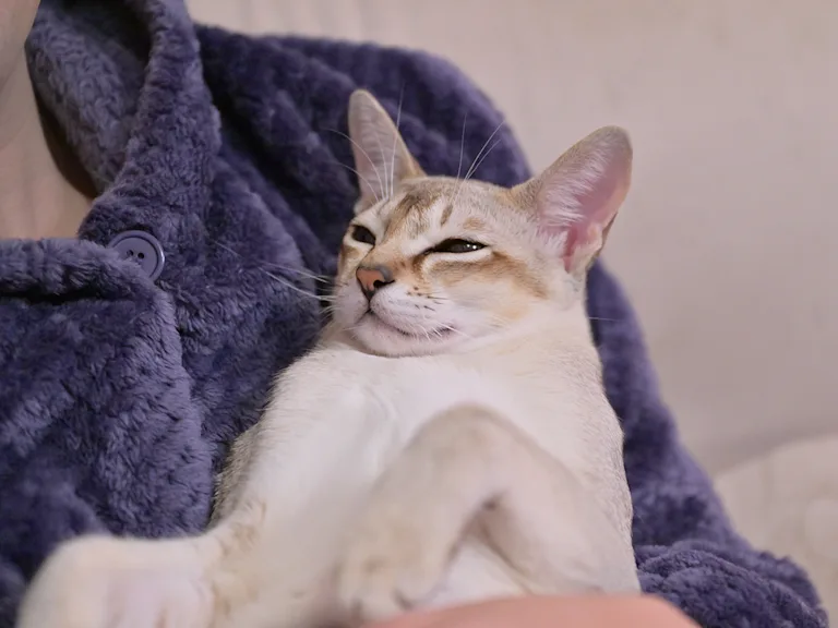 savoir-chat-est-sourd