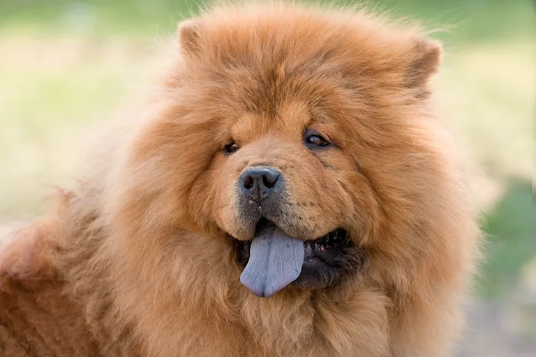 le-chow-chow-le-petit-lion-au-coeur-calme