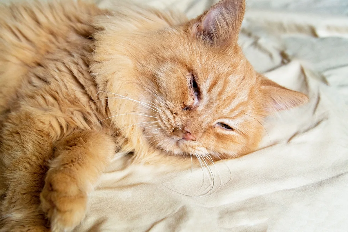 coryza-du-chat-causes-symptomes-et-traitement