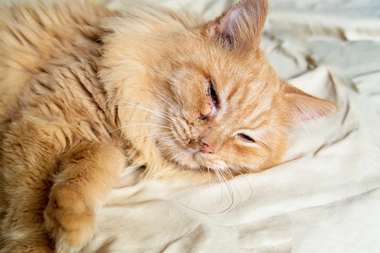 coryza-du-chat-causes-symptomes-et-traitement