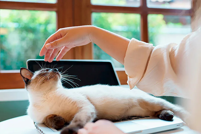 chat-aime-sasseoir-ordinateur