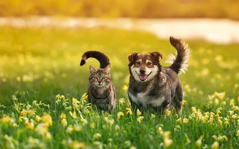 journee-mondiale-des-animaux