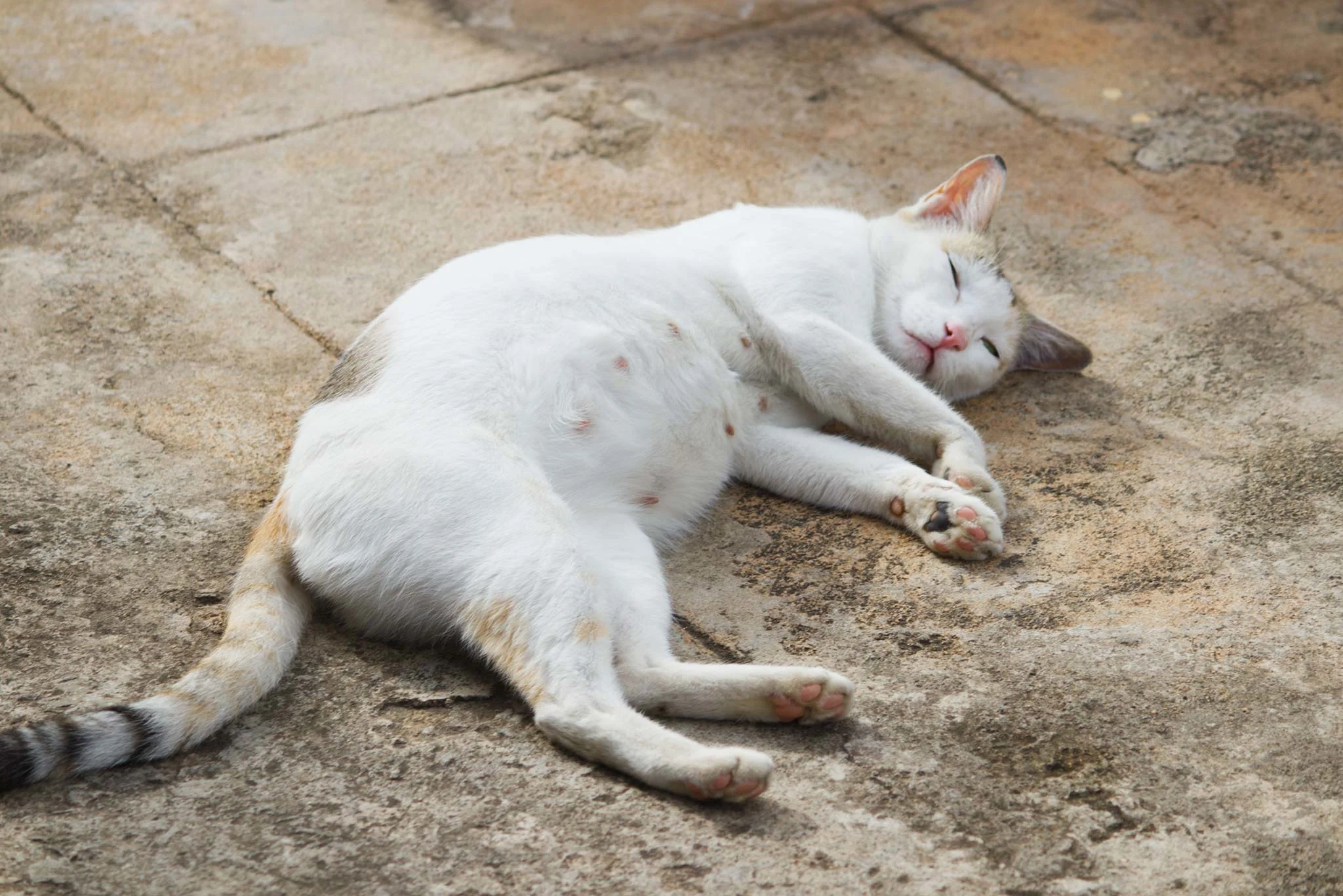 chatte-enceinte