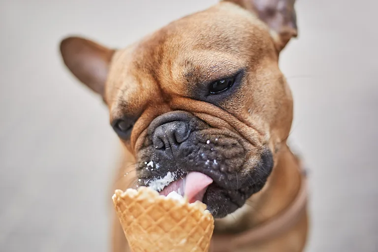 donner-de-la-glace-a-son-chien