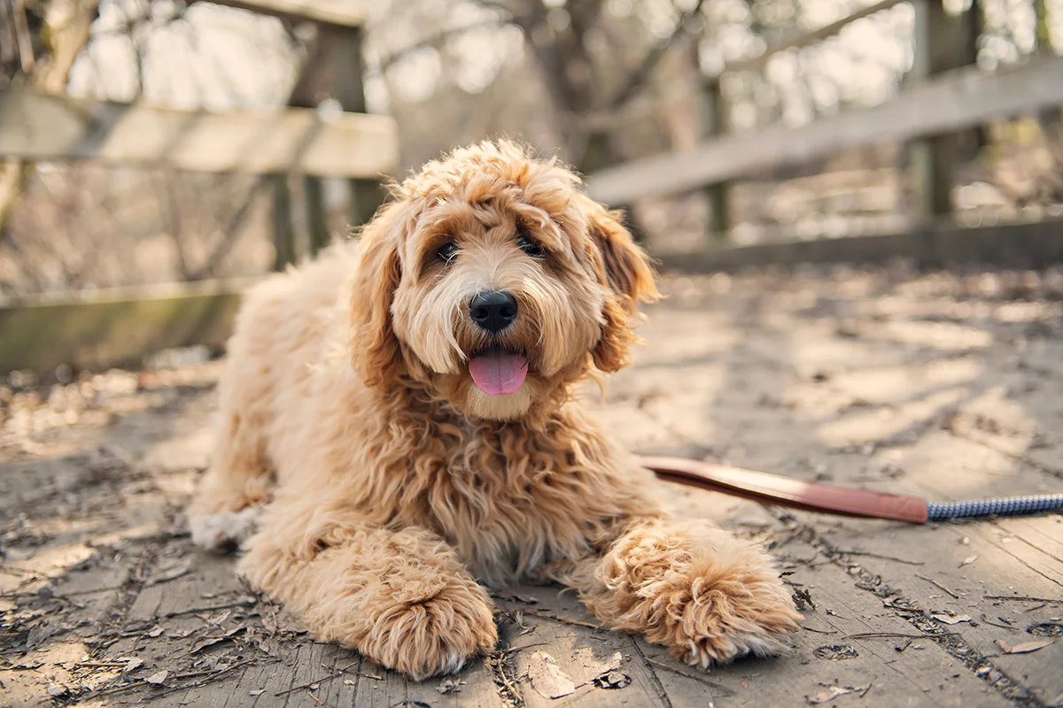 le-labradoodle-un-compagnon-etonnant