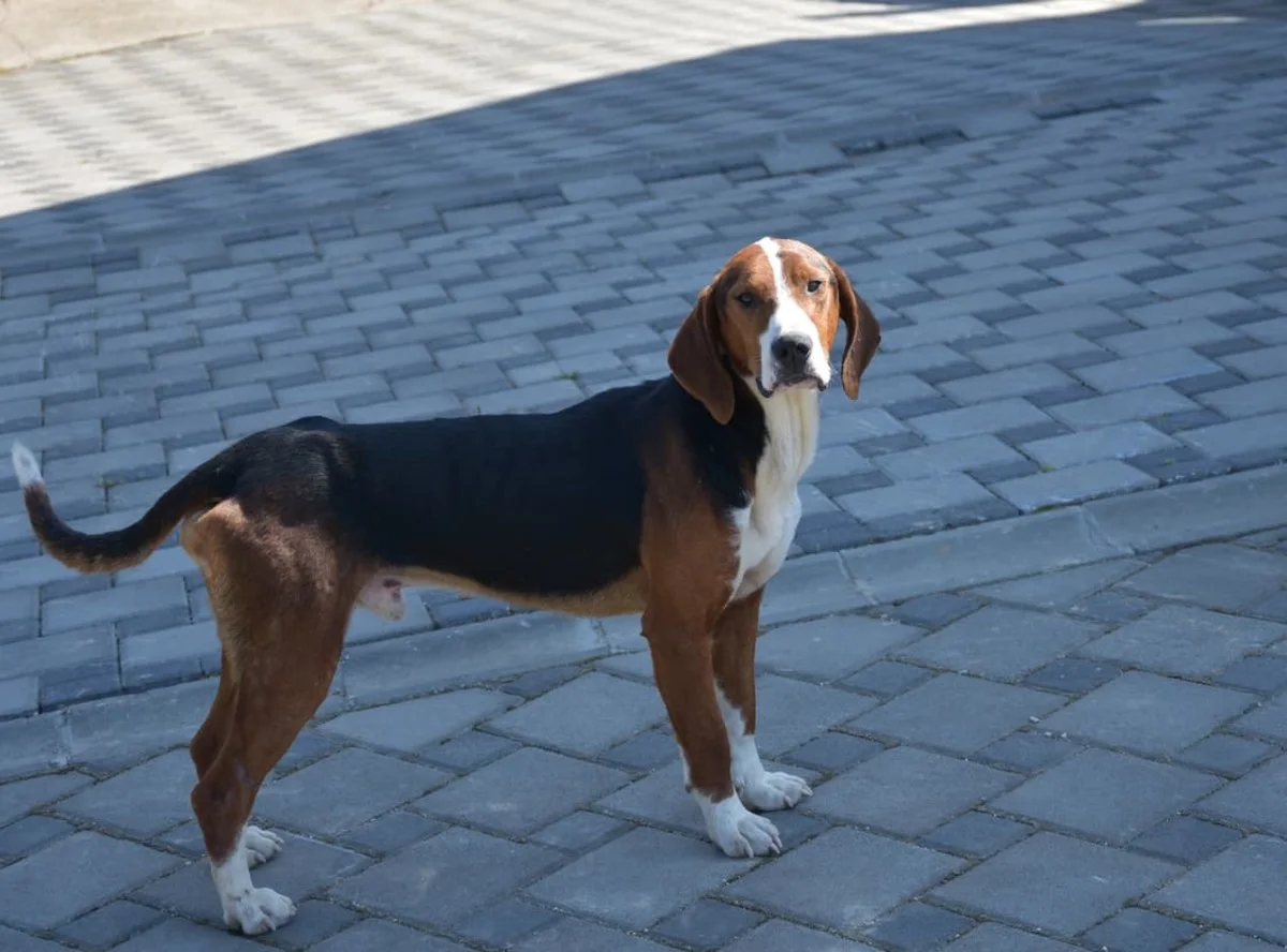 chien-courant-tricolore-serbe