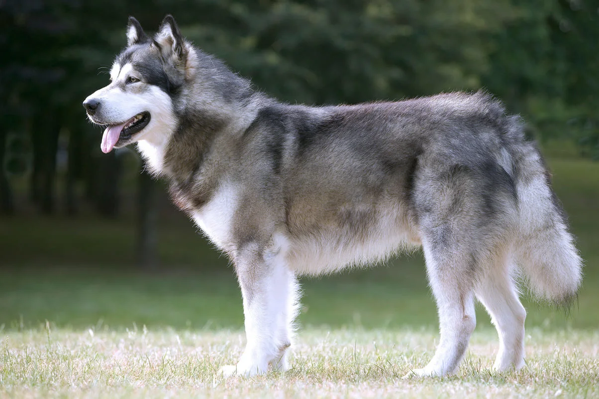 chien-malamute-de-l-alaska