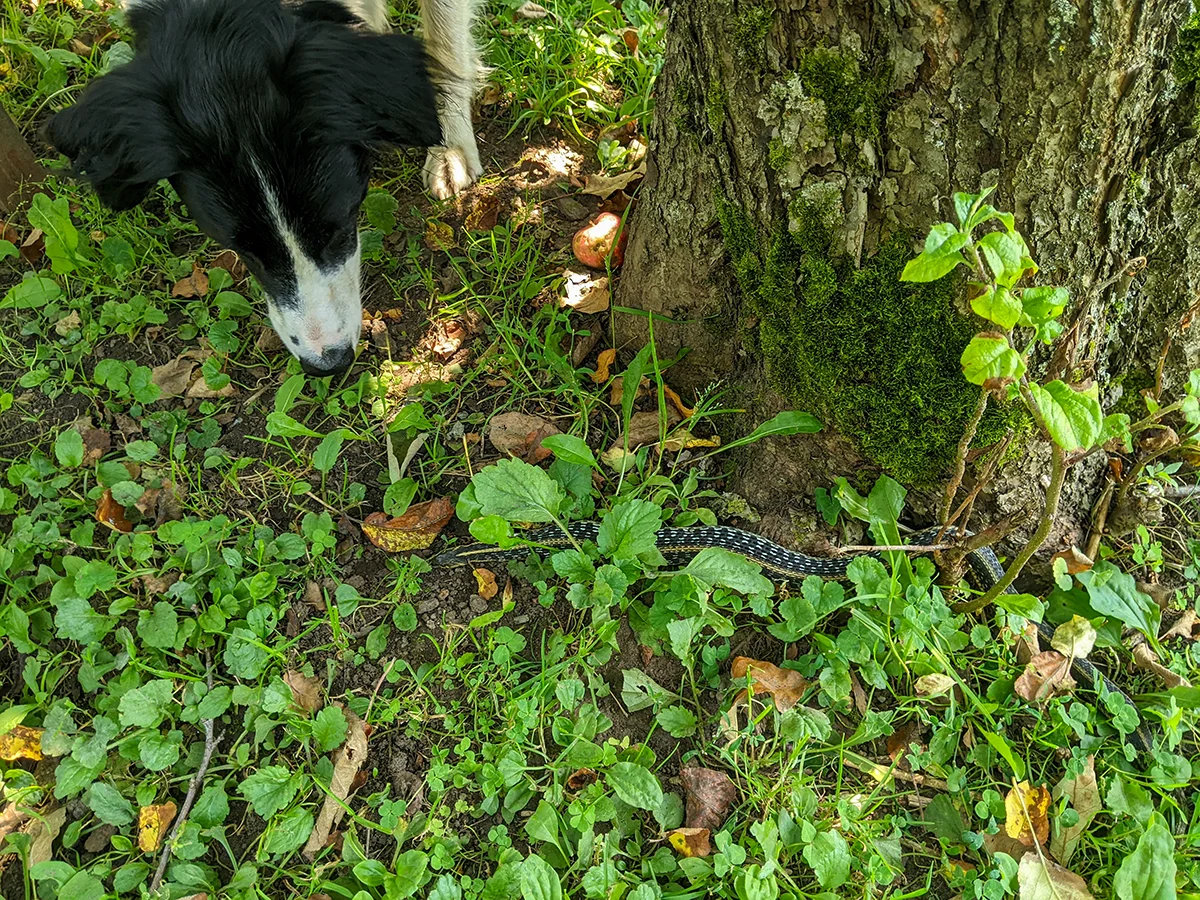 chien-morsure-serpent