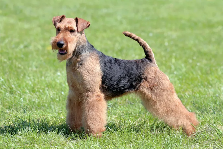 chien-welsh-terrier