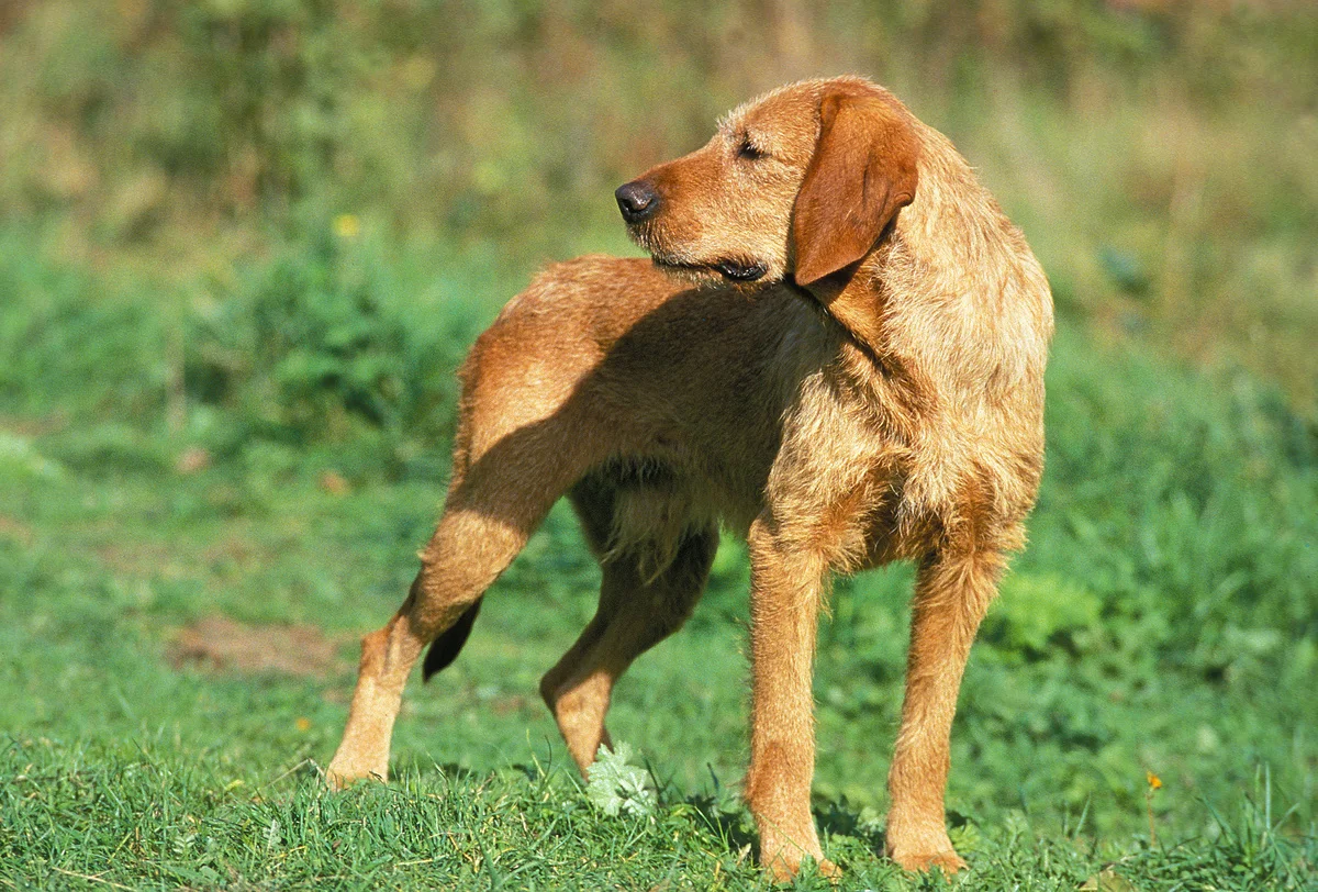 chien-griffon-fauve-de-bretagne