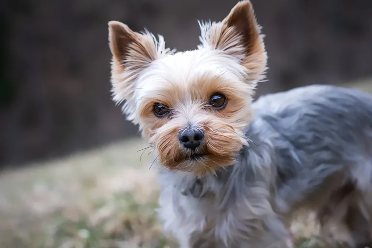 Le Yorkshire Terrier