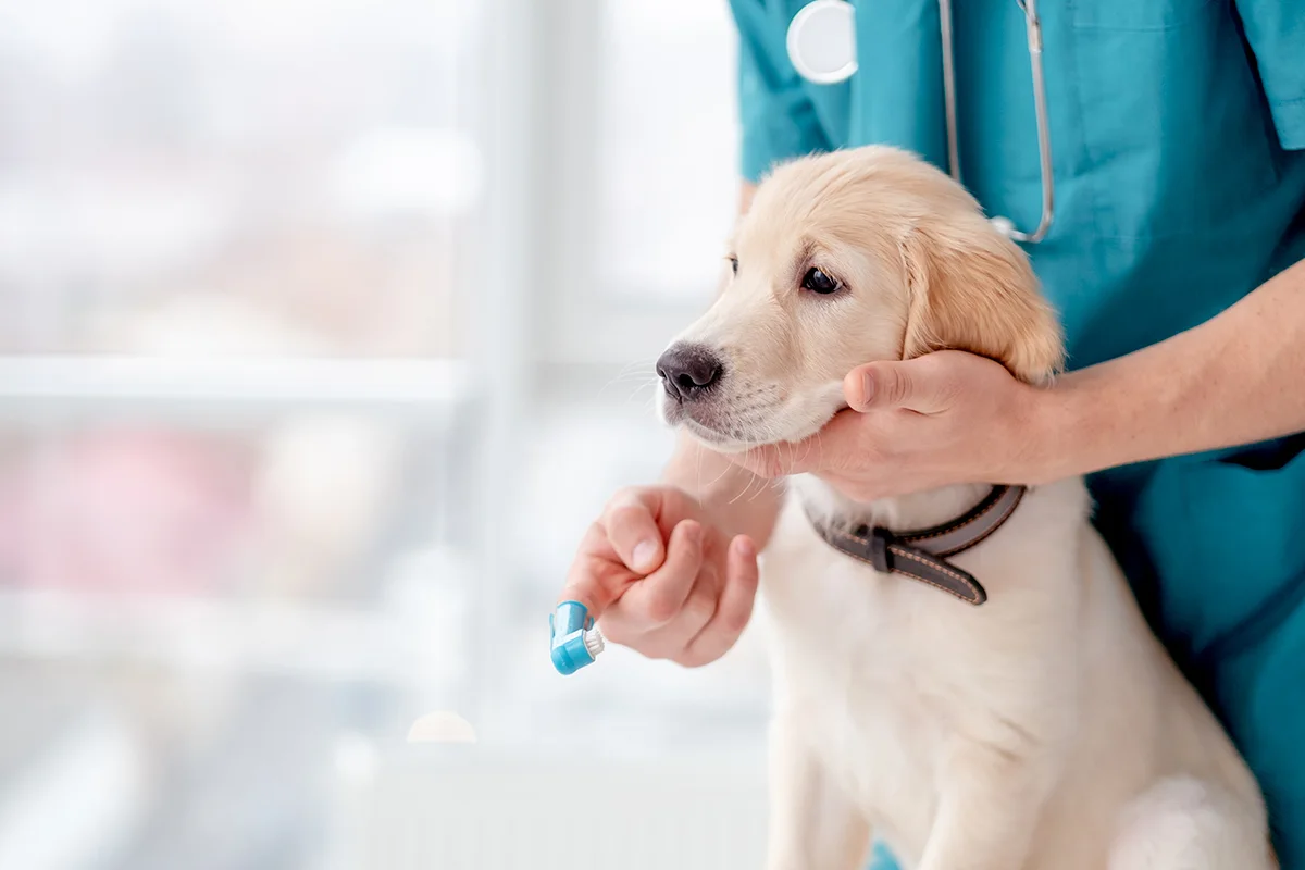 hygiene-dentaire-chat-chien