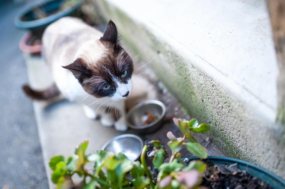 chat-qui-gratte-autour-de-sa-gamelle