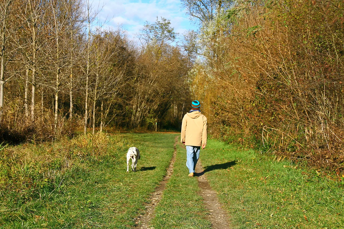 race-de-chien-facile-a-eduquer