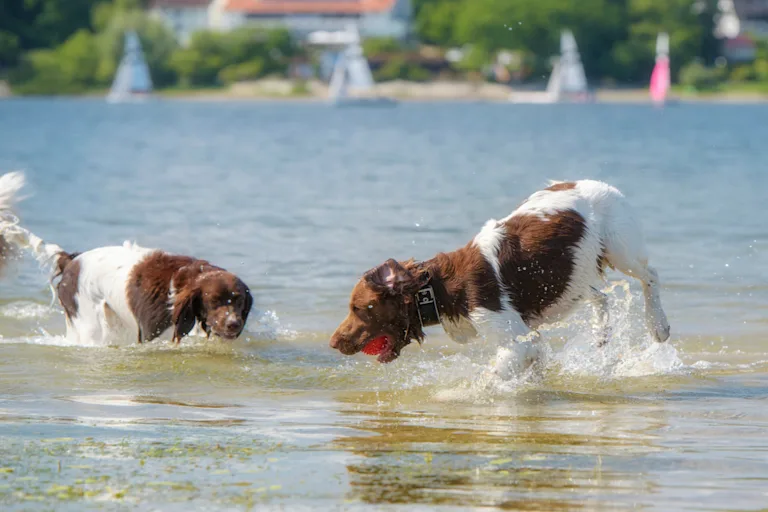Grand Épagneul de Münster