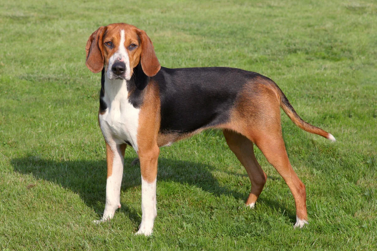 chien-courant-hamilton