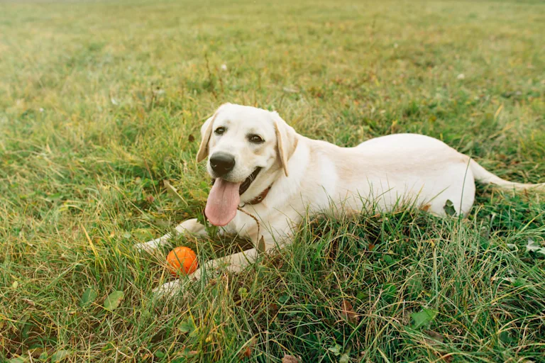Le Labrador Retriever