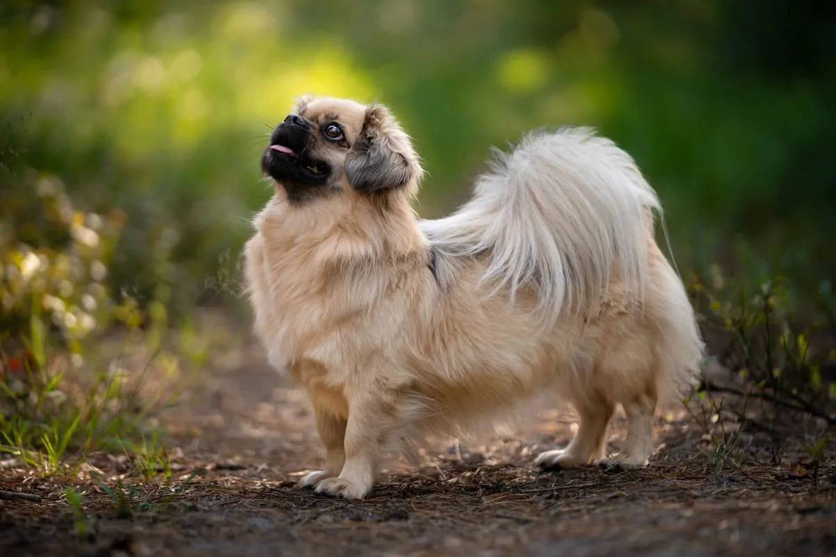 chien-epagneul-tibetain
