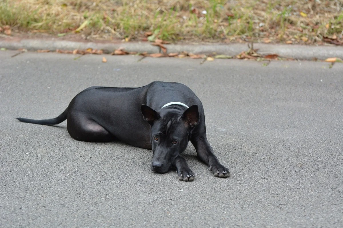Chien thaïlandais