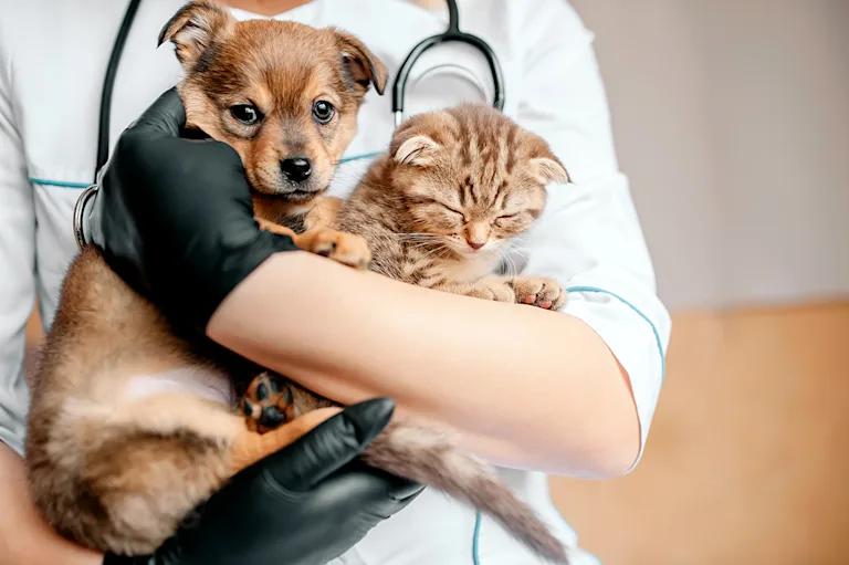 sterilisation-castration-chien-chat