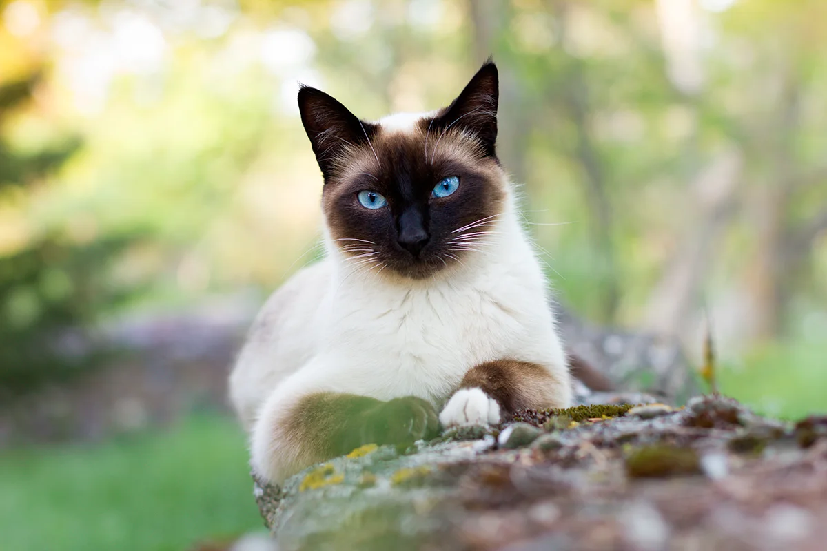le-siamois-le-felin-aux-yeux-de-saphir
