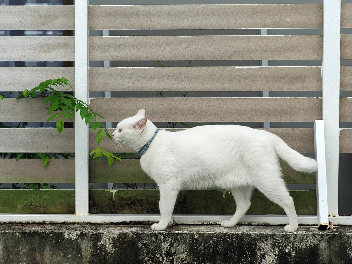 le-khao-manee-le-felin-blanc-qui-fait-tourner-les-tetes