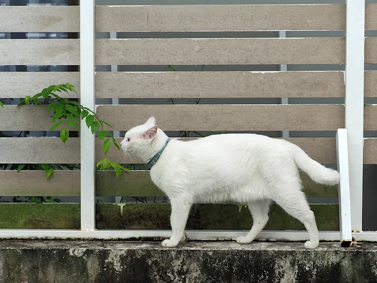 le-khao-manee-le-felin-blanc-qui-fait-tourner-les-tetes