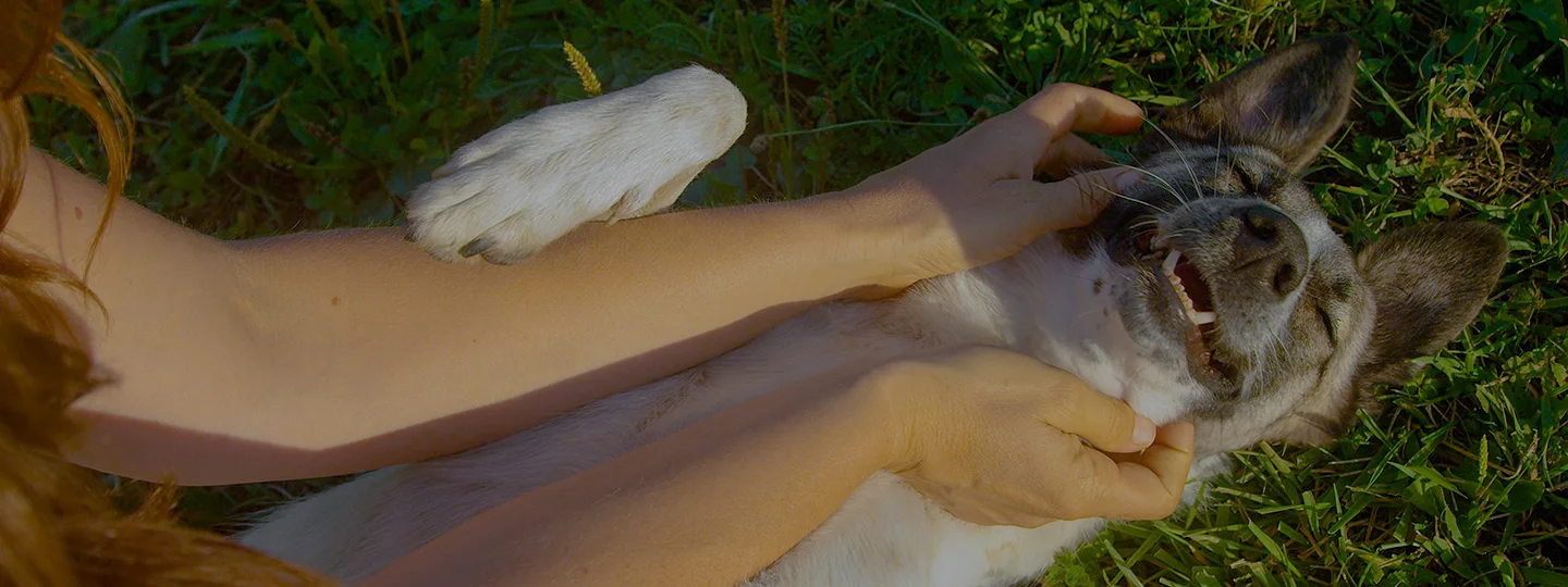 Une femme et son chien dans l'herbe
