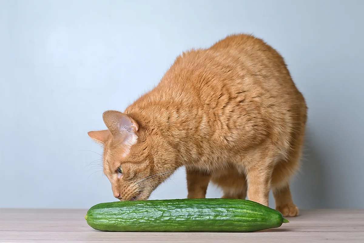 chat-peur-des-concombres