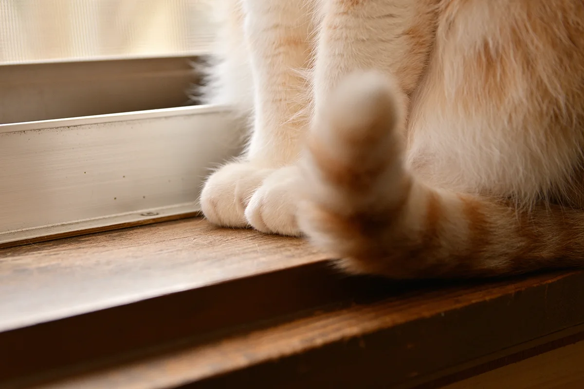 chat-qui-remue-la-queue