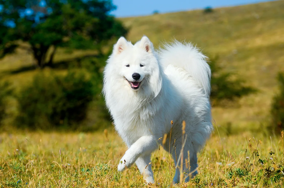 le-samoyede-le-chien-rieur