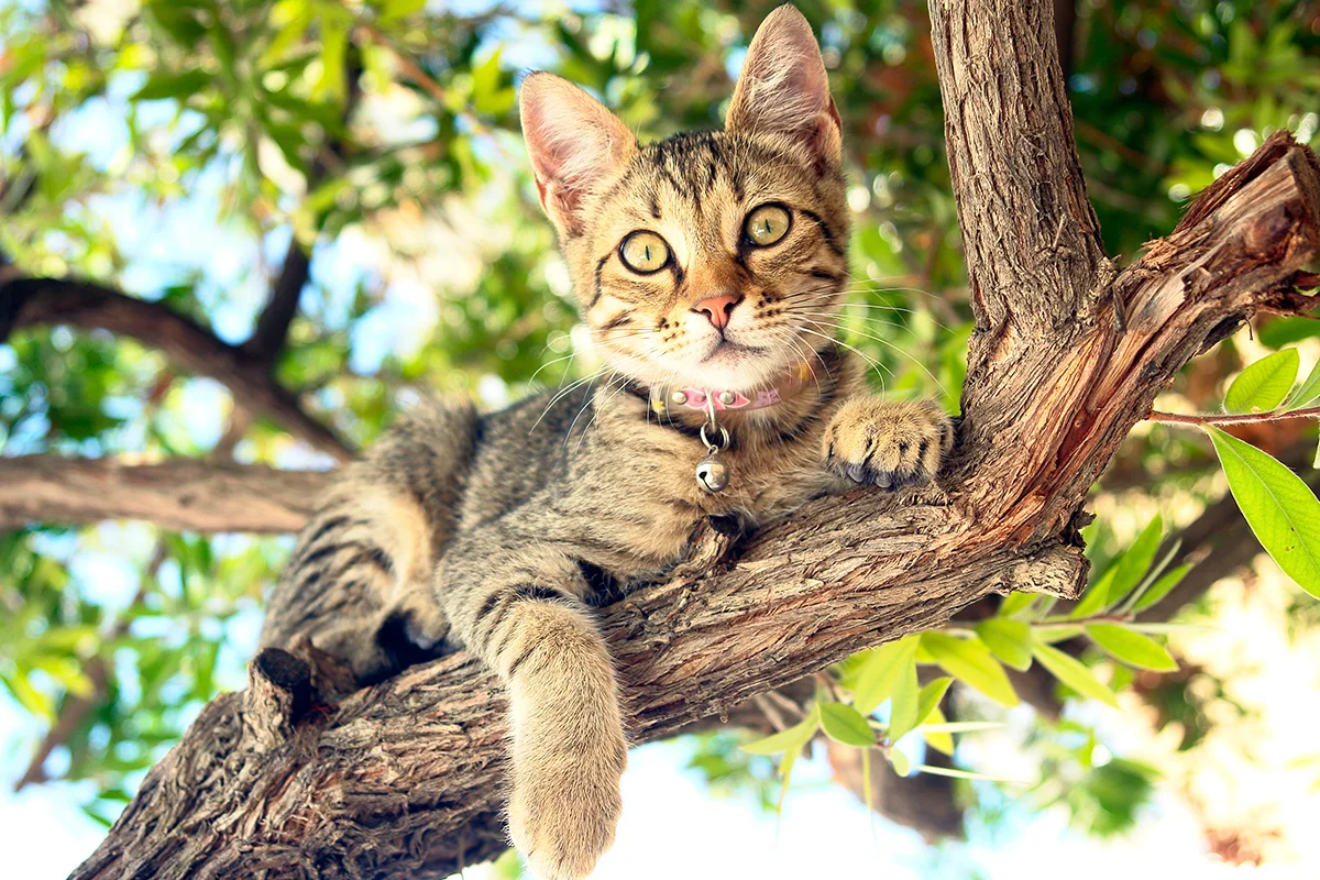 chat-grimpe-arbre