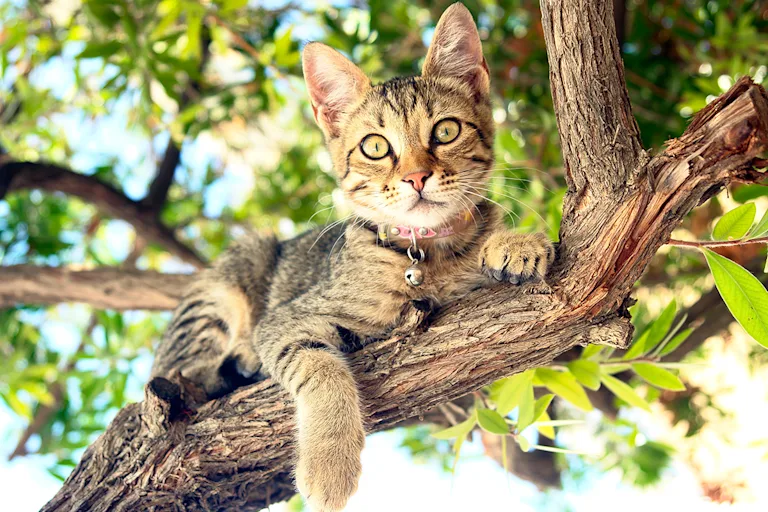chat-grimpe-arbre