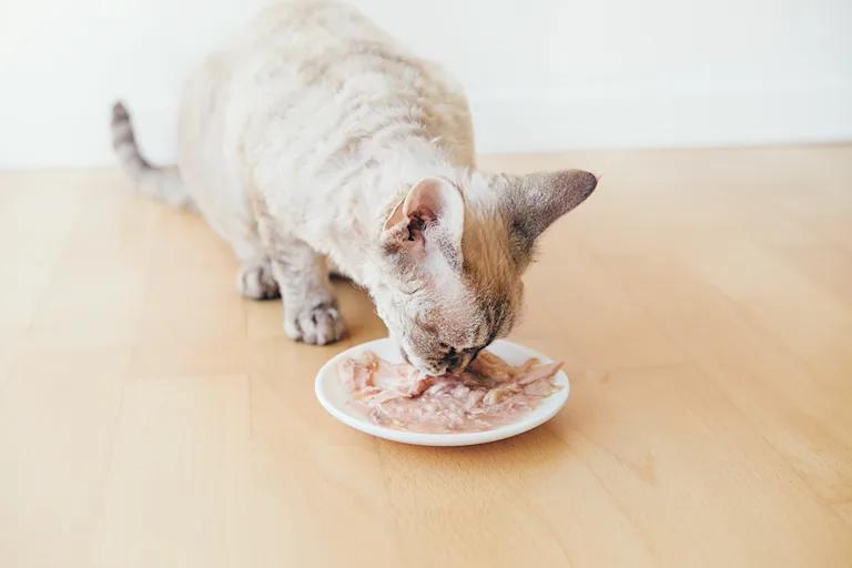 donner-thon-chat