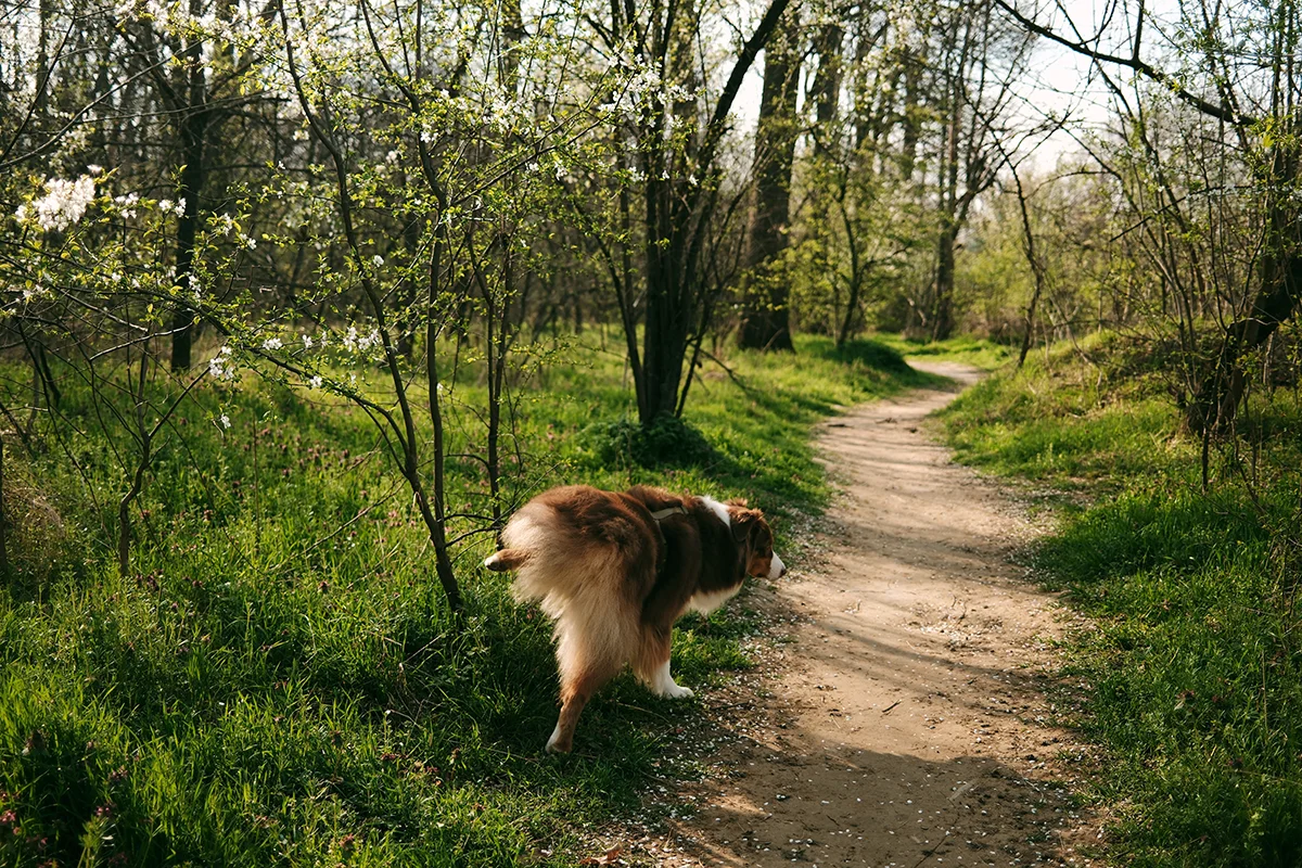chien-qui-fait-pipi-du-sang