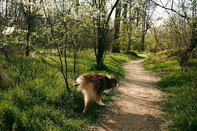 chien-qui-fait-pipi-du-sang