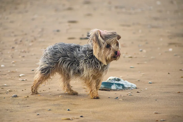 chien-piqure-meduse