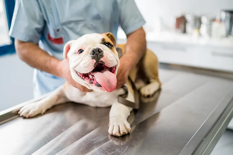 la-parvovirose-chez-le-chien-causes-symptomes-et-traitement