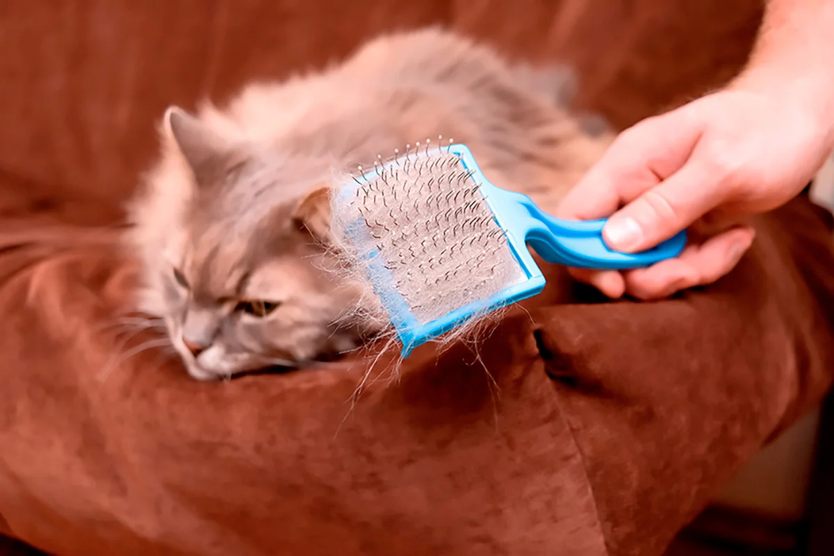 boules-de-poils-chat