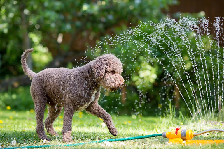 jeux-eau-chien